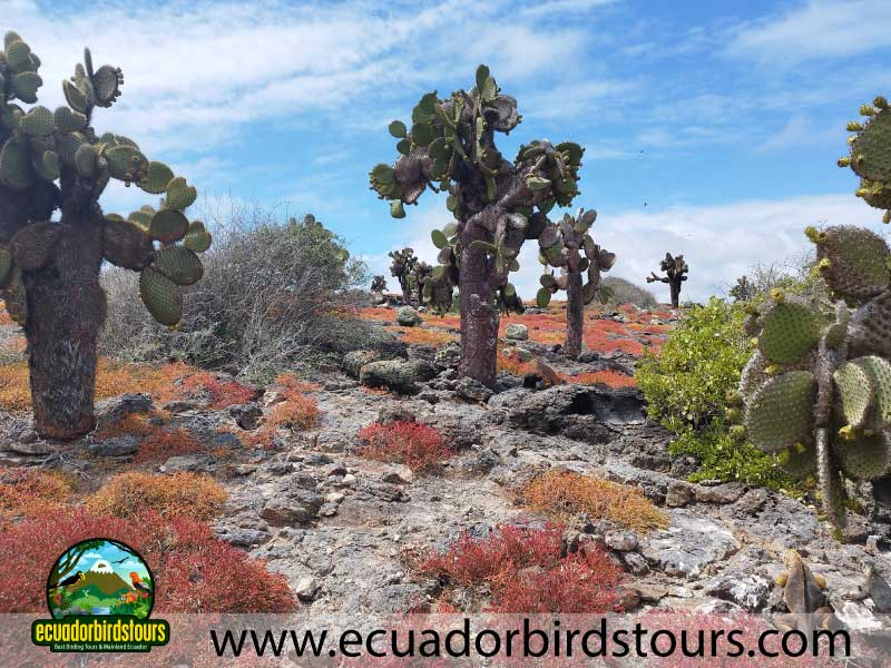 south plazas by ecuador birds tours (3)