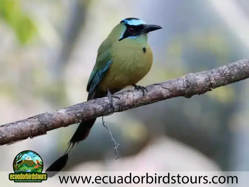 southern birding photography tour by ecuador birds tours 17 1c958b7a