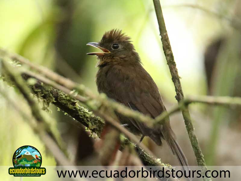 southern birding photography tour by ecuador birds tours 19 (1)