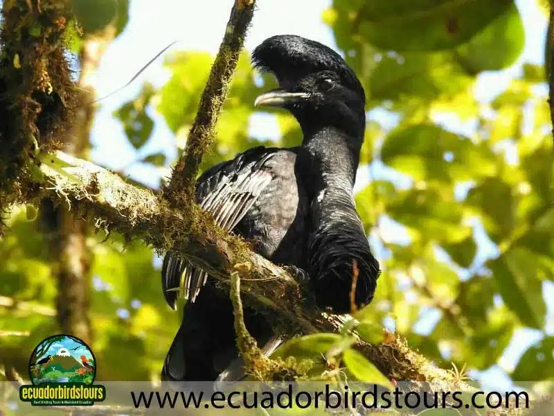 southern birding photography tour by ecuador birds tours 3 4c860540