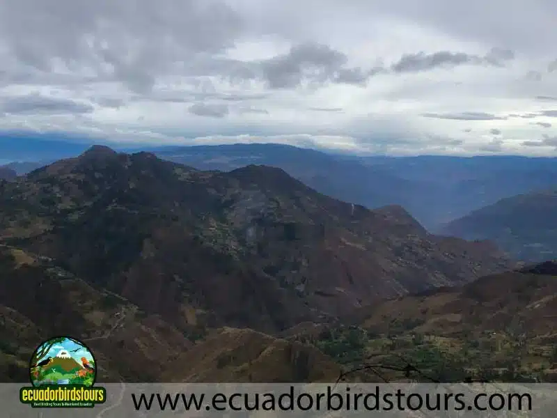 southern birding photography tour by ecuador birds tours 30 b3008df5