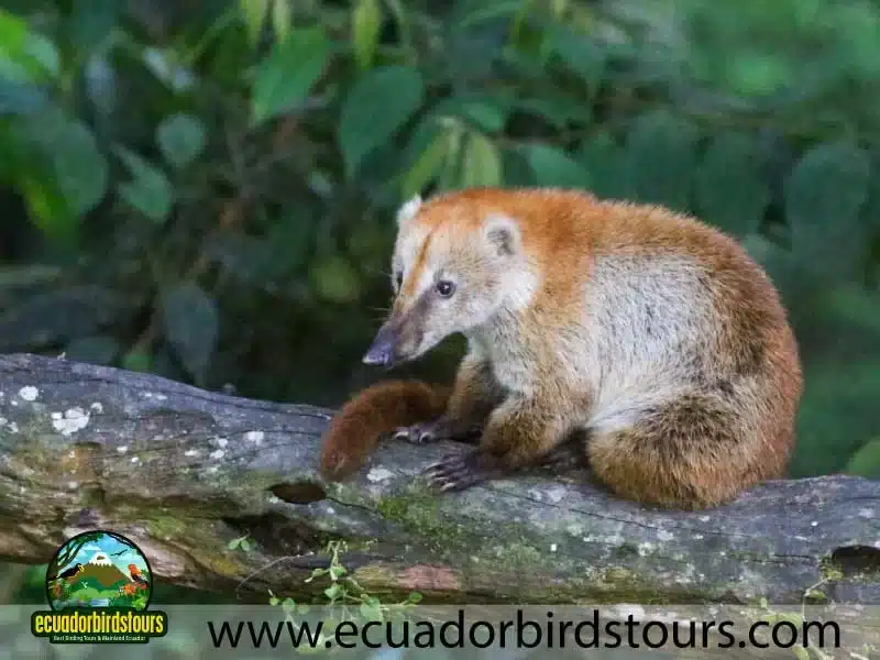 southern birding photography tour by ecuador birds tours 37 f085706e
