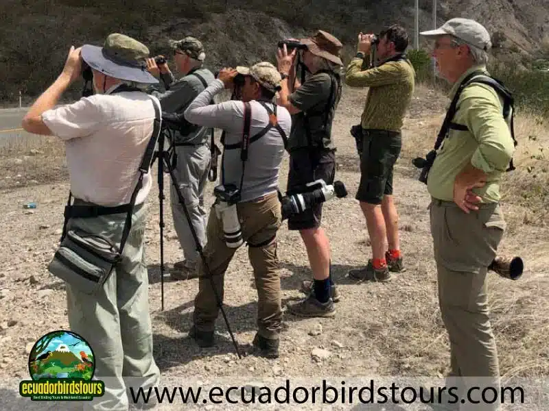 southern birding photography tour by ecuador birds tours 38 ade4614f