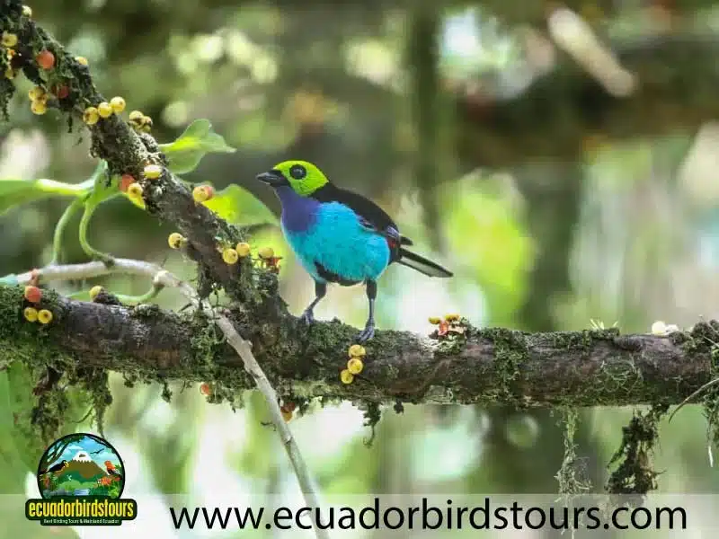 southern birding photography tour by ecuador birds tours 4 534df74b