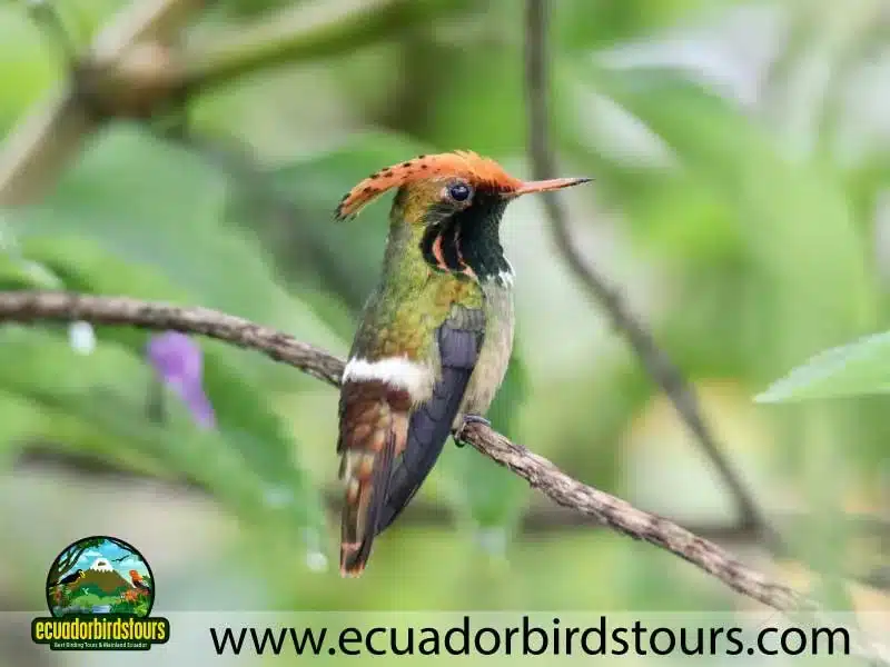 tailor made birding photography tours in ecuador south coquette af76d489