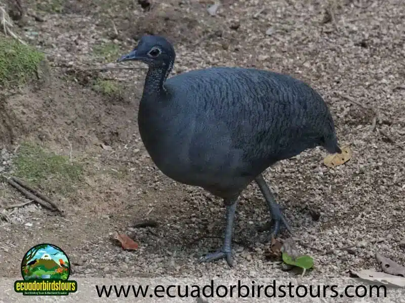 tailor made birding photography tours in ecuador grey tinamou 29d1e283