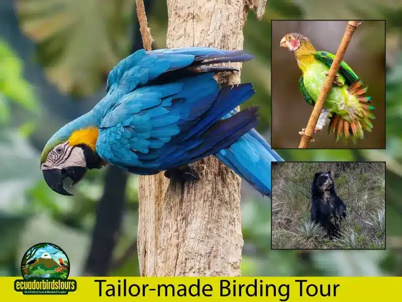 tailor made birding tour by ecuador birds tours main photo 02616f08