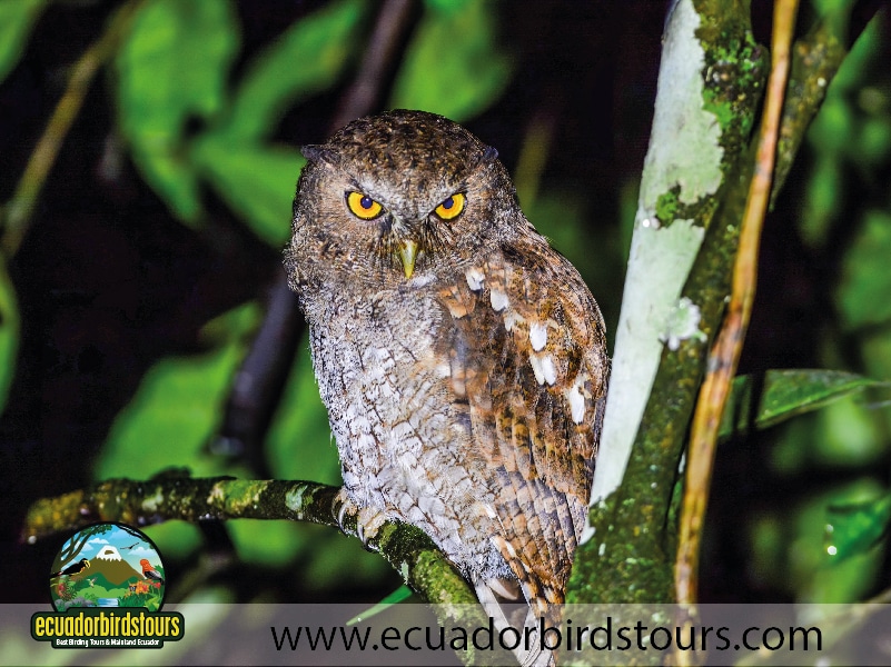 tailor made birding photography tours in ecuador 5