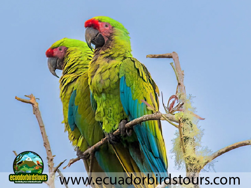 tailor made birding photography tours in ecuador 50