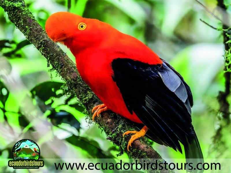 tailor made birding photography tours in ecuador 54
