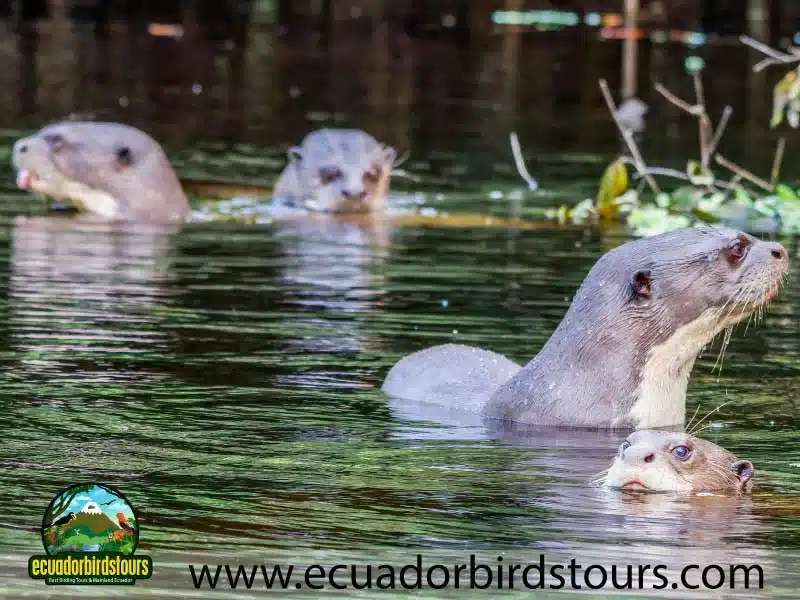 tailor made birding photography tours in ecuador 32 2a05b175