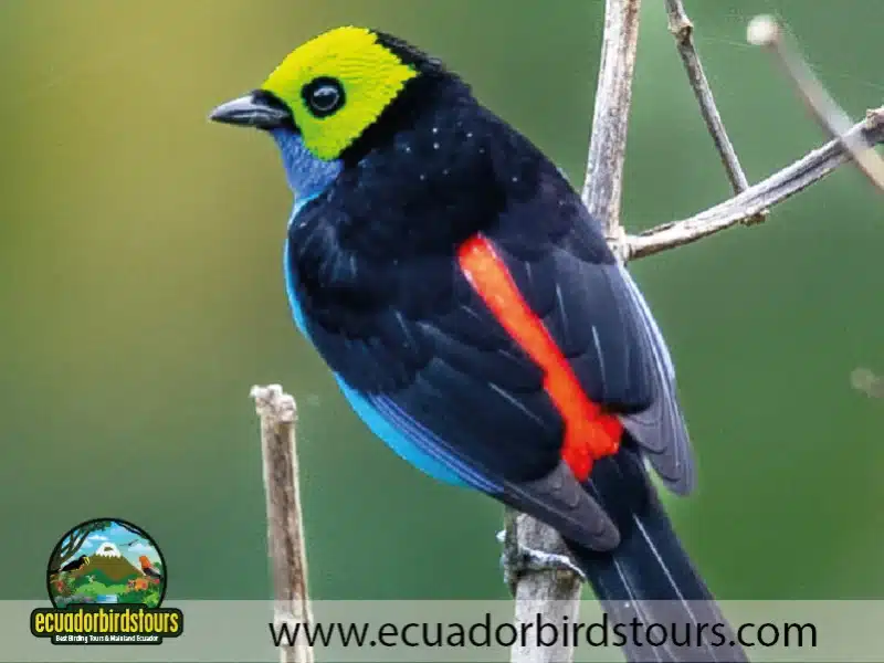 tailor made birding photography tours in ecuador 7 41dad44f