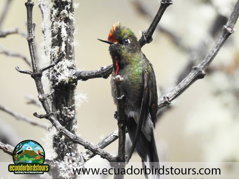 thornbill in papallacta pass