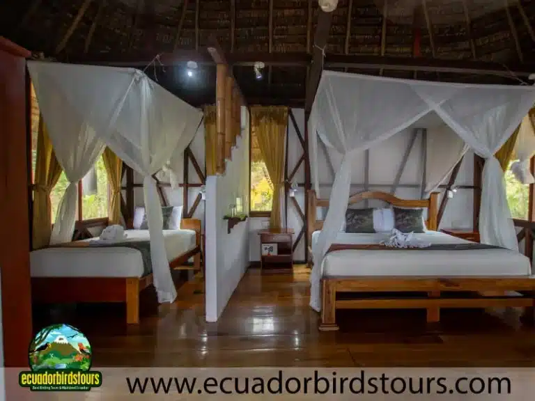 top birding lodges in ecuador nwc 2b508a81