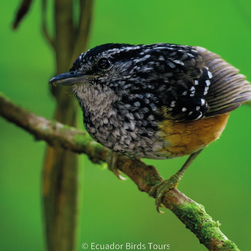 upper andean sumaco basin in ecuador and limoncocha (15)