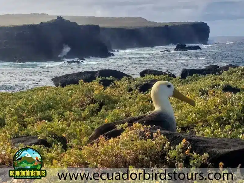 waved albatross by ecuador birds tours 03fa50d4