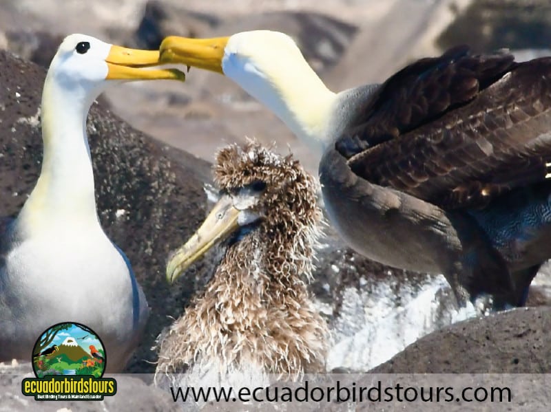 waved albatrosses espanola island by ecuador birds tours