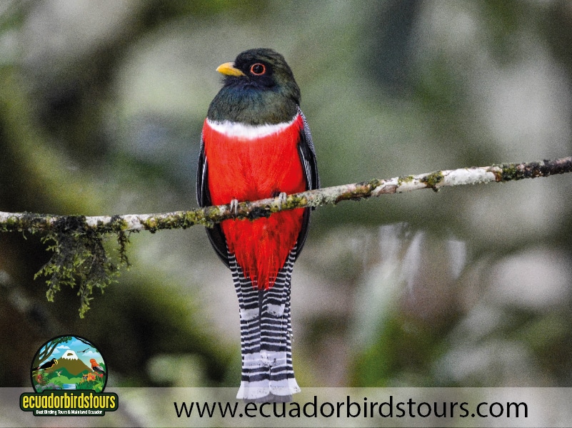 wild sumaco reserve by ecuador birds tours