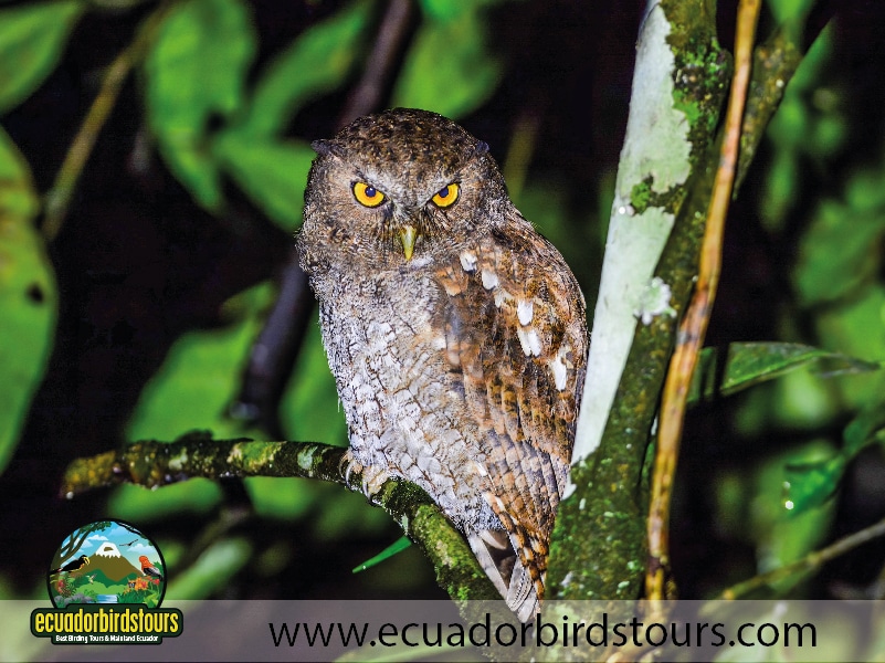 wild sumaco reserve by ecuador birds tours 4