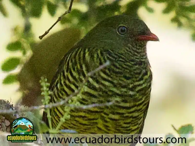 yanacocha full day by ecuador birds tours 10 9a3ac4dd