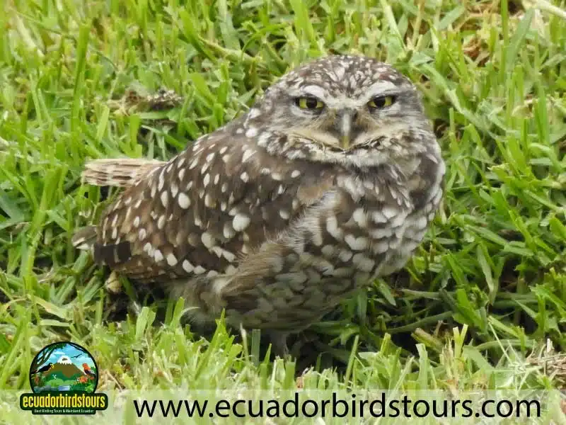 yanacocha full day by ecuador birds tours 12 ae441a55