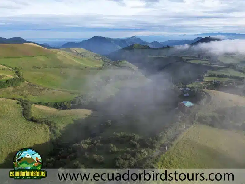 yanacocha full day by ecuador birds tours 14 f953e77a