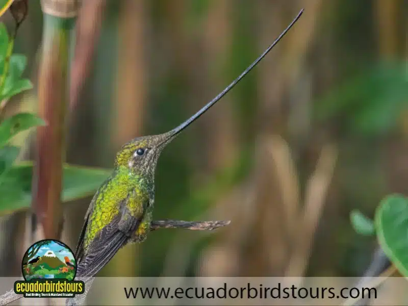 yanacocha full day by ecuador birds tours 17 5db53e6a