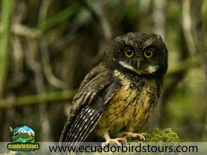 yanacocha full day by ecuador birds tours 19 3b94a3c6