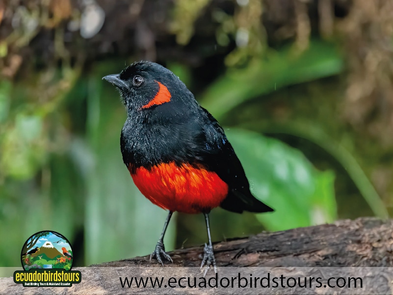 yanacocha full day by ecuador birds tours 3