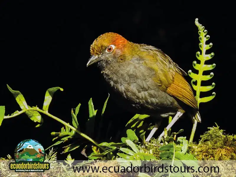 yanacocha full day by ecuador birds tours 6 bd1a824f