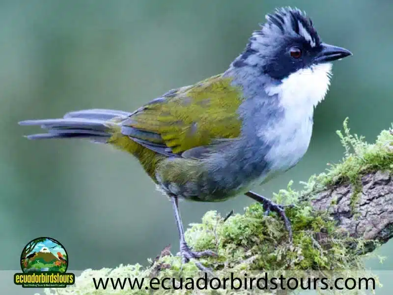 yanacocha full day by ecuador birds tours 9 699de328