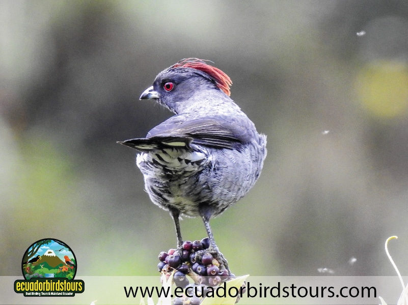yanacocha reserve by ecuador birds tours