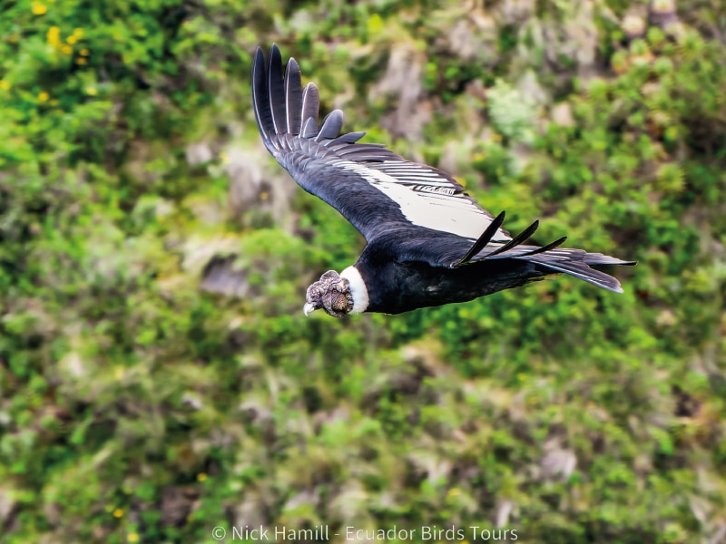 andes antisana condor observatory reserve