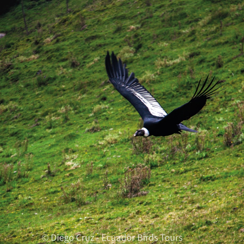 antisana condor observatory conservation by ecuador birds tours (1)