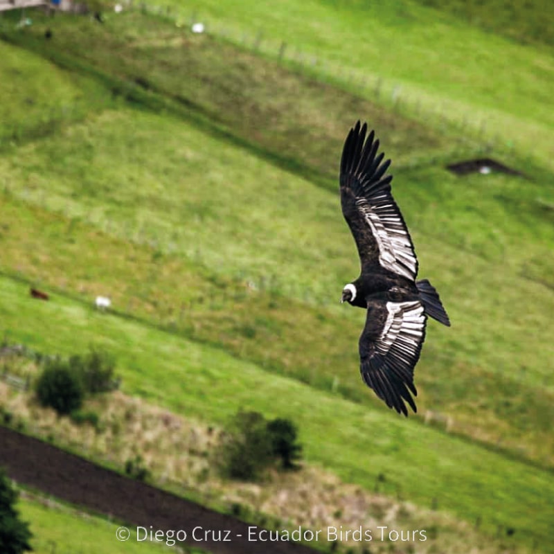 antisana condor observatory conservation by ecuador birds tours (7)