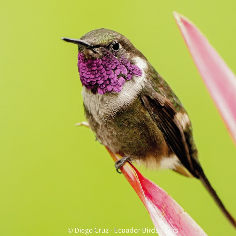 best birding lodges in ecuador by ecuador birds tours (1)