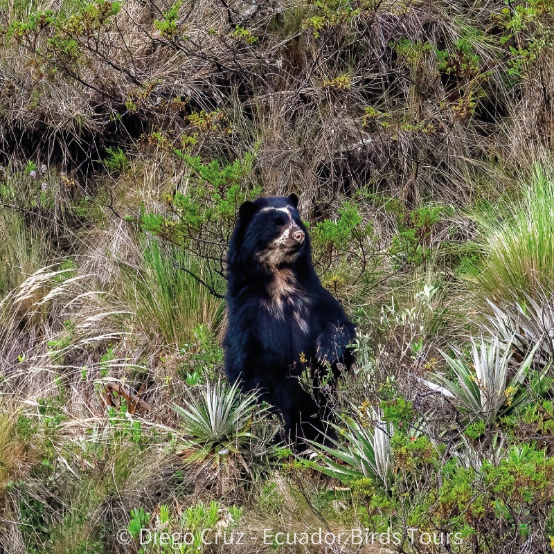 best birding lodges in ecuador by ecuador birds tours (2)