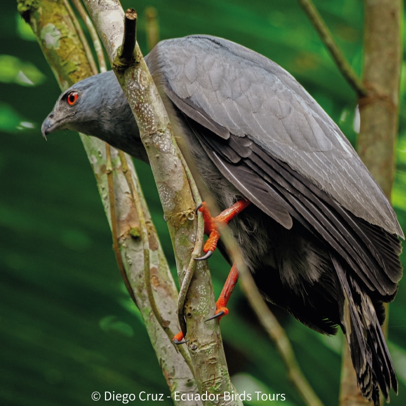 birding photography tour in ecuador by ecuador birds tours (5)
