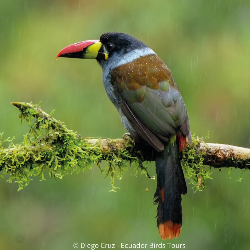 birding photography tour in ecuador by ecuador birds tours (7)