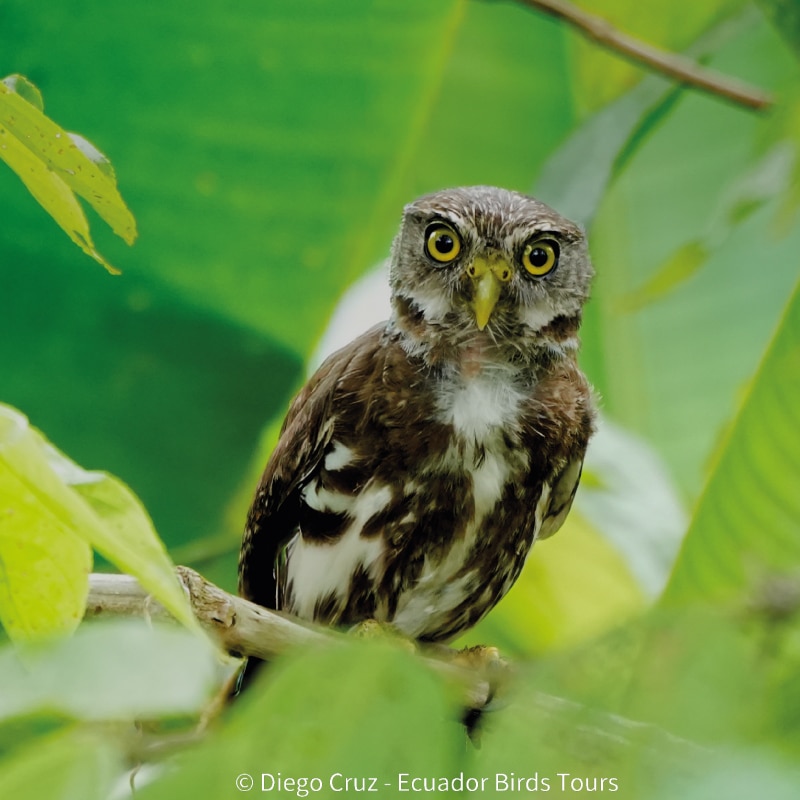 birding photography tour in ecuador by ecuador birds tours (8)