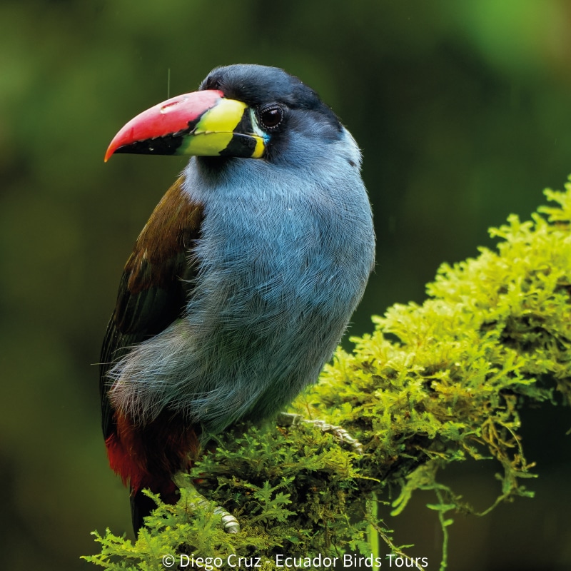 birding photography tours in ecuador by ecuador bird tours (1)