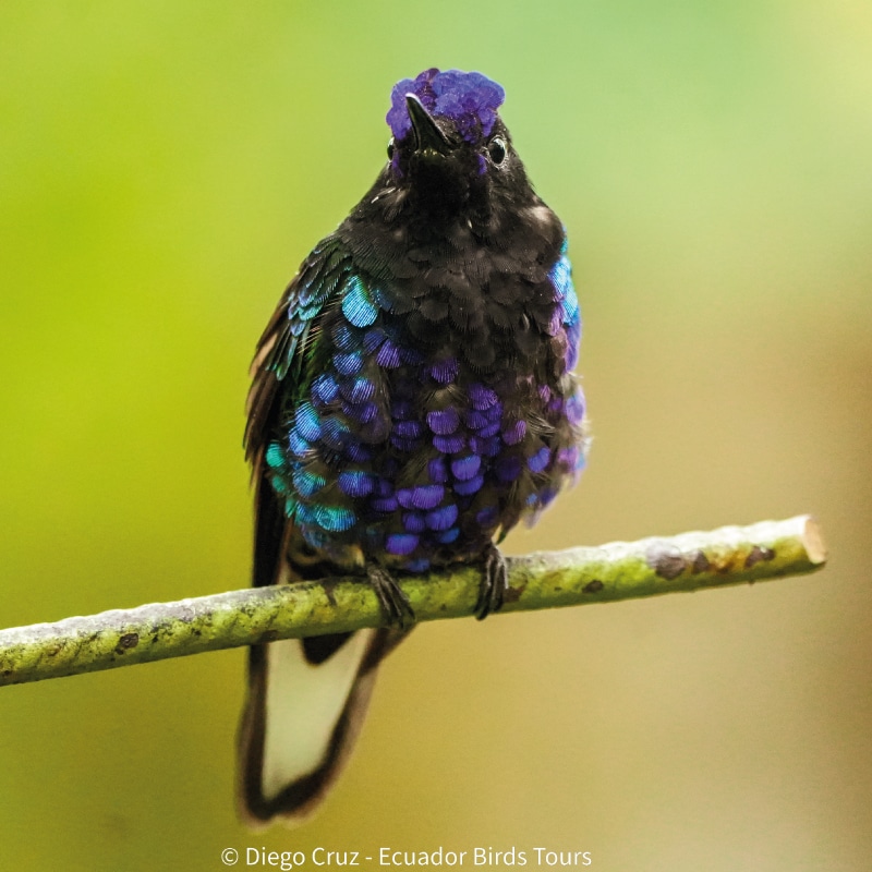 birding photography tours in ecuador by ecuador bird tours (2)