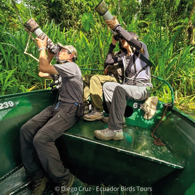 birding photography tours in ecuador by ecuador bird tours (4)