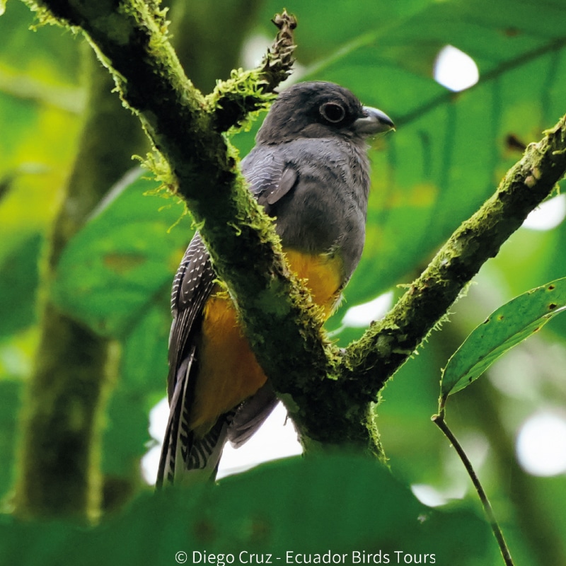 birding photography tours in ecuador by ecuador bird tours (6)