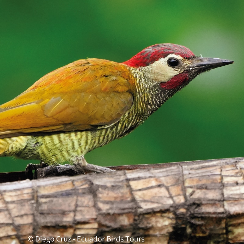 birding photography tours in ecuador by ecuador bird tours (7)