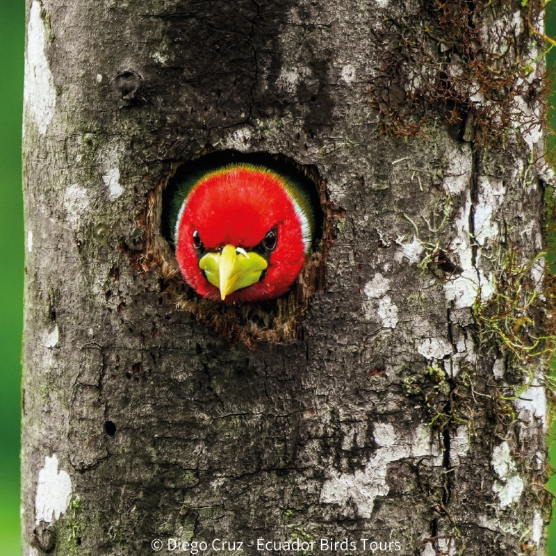 birding photography tours in ecuador by ecuador bird tours (8)