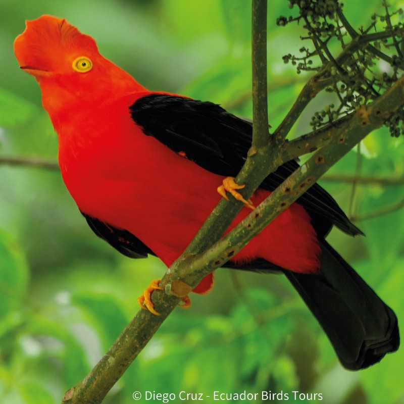 birding photography tours in ecuador by ecuador birds tours (1)