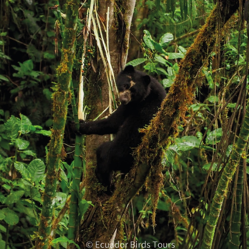 birding photography tours in ecuador by ecuador birds tours (1)