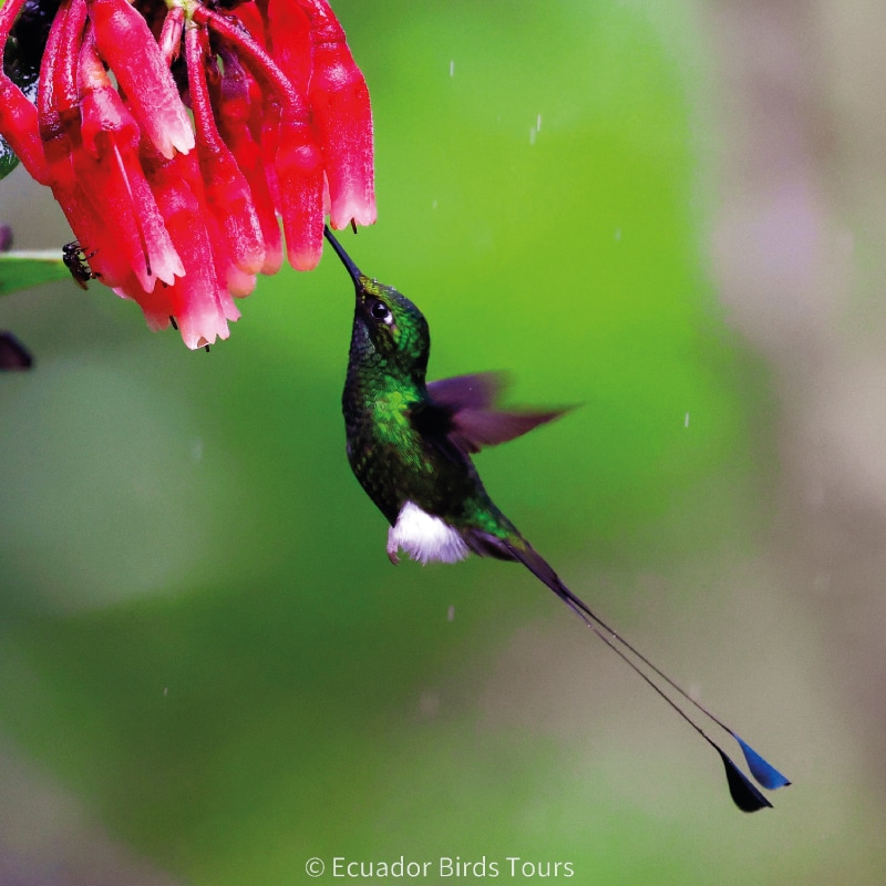birding photography tours in ecuador by ecuador birds tours (10)