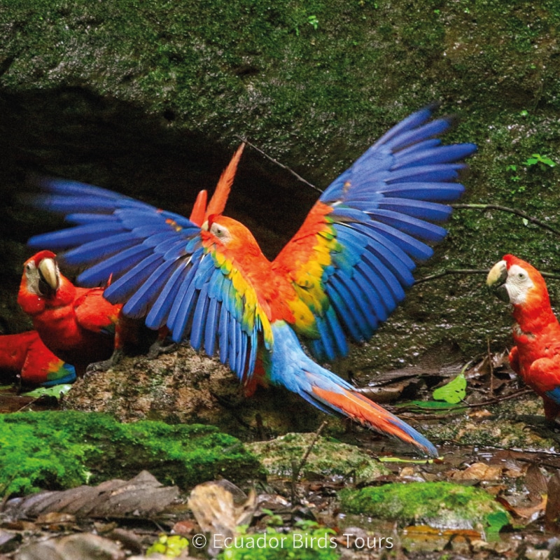 birding photography tours in ecuador by ecuador birds tours (11)